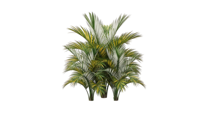 Lush Green Tropical Palm Plant Isolated on White Background.