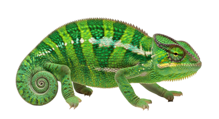 Vibrant green panther chameleon isolated on a white background.