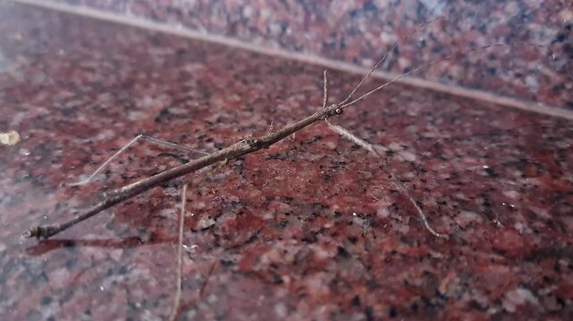 Closeup view of a brown wingless stick insect with slender body on the house floor