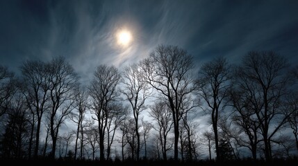 Bare trees silhouetted against a stormy sky