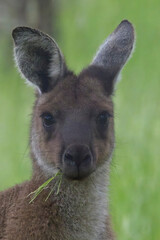 A portrait of a young Western Grey Kangaroo (Macropus fuliginosus), eating, Belair National Park, Adelaide, South Australia. © tonymills