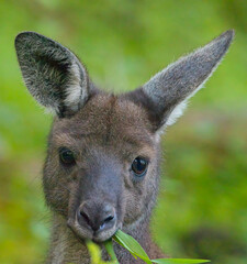 A portrait of a young Western Grey Kangaroo (Macropus fuliginosus), eating, Belair National Park, Adelaide, South Australia. © tonymills