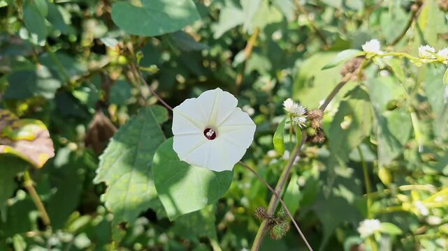 closeup of a Delicate Ipomoea Obscura Flower Featuring White Petals and Dark Maroon Center