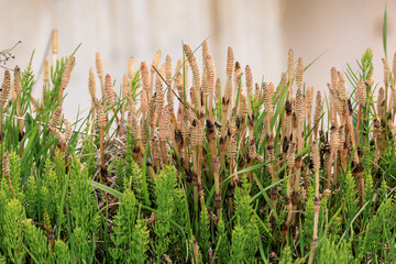 北海道共和町、堀株川沿いの土手で春の訪れを告げるつくし【5月】