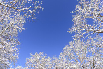 北海道千歳市、澄んだ青空に映える霧氷【2月】
