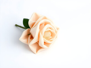 A rose is sitting on a white background