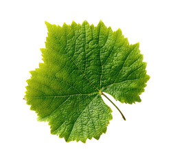 Vibrant Green Leaf with Serrated Edges and Visible Veins Isolated on Transparent Background