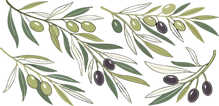 A collection of olive branch illustrations on a transparent background, featuring various arrangements and orientations. The branches display green leaves and olives, with some olives being green and 