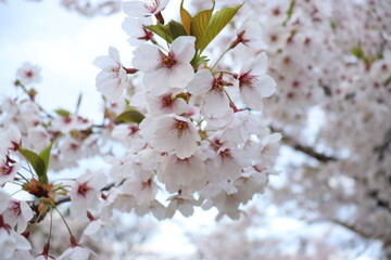 Obraz premium 満開の桜