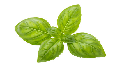 Fresh basil leaves on white background