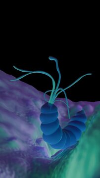 Helicobacter Pylori Bacteria - Stomach Ulcer Pathogen Visualization