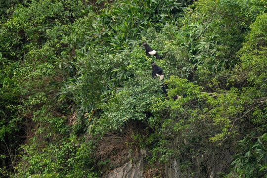 Delacour's Langur - Trachypithecus delacouri, beautiful black and white critically endangered species of Old World monkey endemic to northern Vietnam.