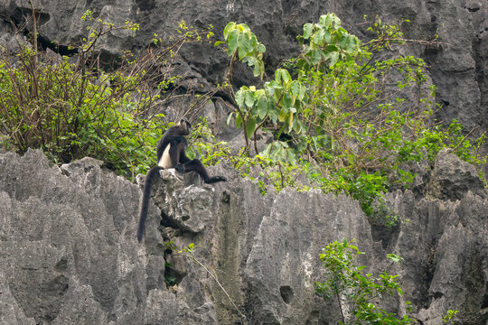 Delacour's Langur - Trachypithecus delacouri, beautiful black and white critically endangered species of Old World monkey endemic to northern Vietnam.