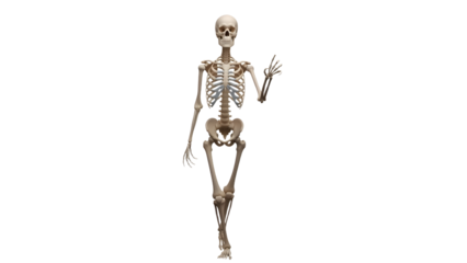 Human skeleton model isolated on white background, anatomy bone structure, medical education and healthcare concept