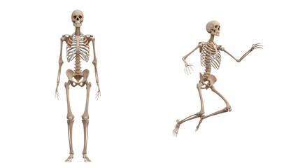 Human skeleton model and running skeleton isolated on white background, anatomy and medical concept, perfect for education and healthcare visuals