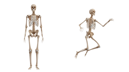 Human skeleton model and running skeleton isolated on white background, anatomy and medical concept, perfect for education and healthcare visuals