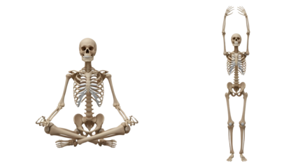 Human skeleton models in yoga poses, cross-legged meditation and raised arms stretch, anatomy and health concept for education or wellness