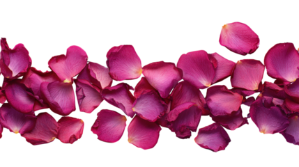 Pink rose petals scattered on transparent background adding beauty and romance