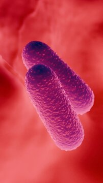 Lactobacillus Bacteria Colony - Probiotic Microorganisms