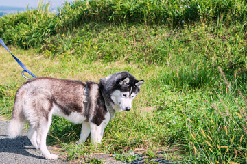 Obraz premium Siberian husky dog walk at Daikanbo observatory, Mt. Aso, Kumamoto
