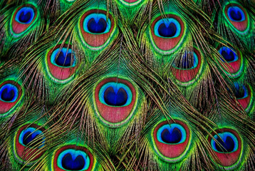 Obraz premium Vibrant close up of peacock feathers