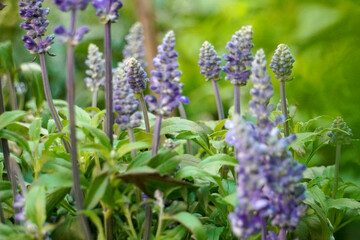 Obraz premium Blue salvia flowers, with their beautiful bluish-purple blossoms, stand upright in the sunlight amidst lush green leaves, resembling a lavender field in a tropical climate.