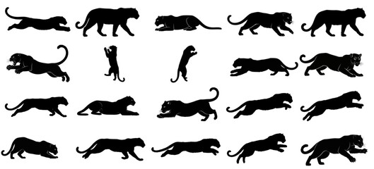 midnight prowlers odyssey a captivating series of melanistic jaguars, showcasing primal agility and silent dominance set, vector isolated on transparent background