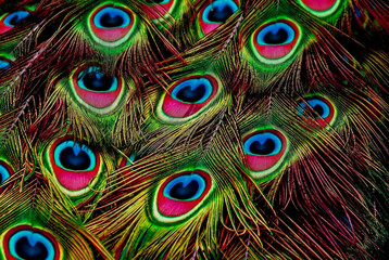 Obraz premium Vibrant close up of iridescent peacock feathers