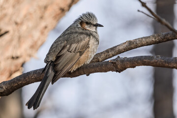 Fototapeta premium 한국의 텃새 직박구리 