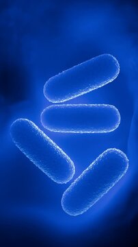 Lactobacillus Bacteria Colony - Probiotic Microorganisms