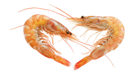Two shrimps arranging in heart shape on transparency background for valentine's day
