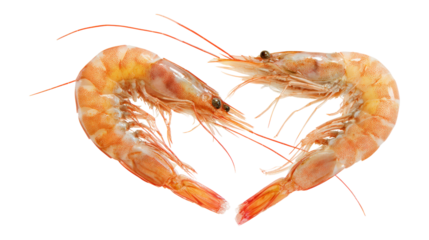 Two shrimps arranging in heart shape on transparency background for valentine's day