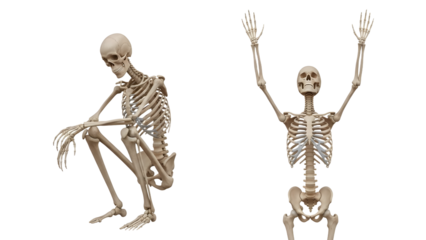 Human skeleton poses with arms raised and sitting, anatomy model for education, Halloween decoration, perfect for medical and science projects