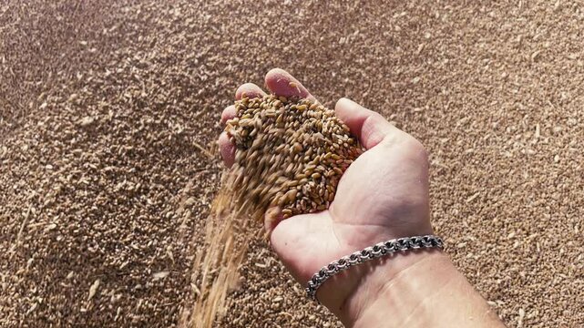Wheat export concept. Grain in hand after good harvest of successful farmer