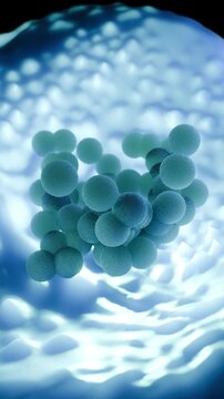 MRSA Bacteria Clusters - Methicillin-Resistant Staphylococcus Aureus Superbug