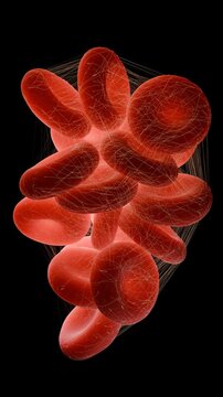 Red Blood Cells Trapped in Fibrin Mesh During Blood Clot Formation