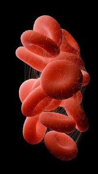 Red Blood Cells Trapped in Fibrin Mesh During Blood Clot Formation