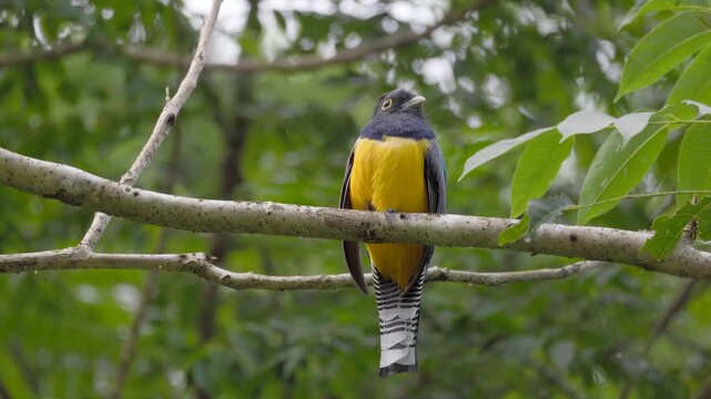 Black-headed Trogon tropical rainforest jungle bird search for flying insects2