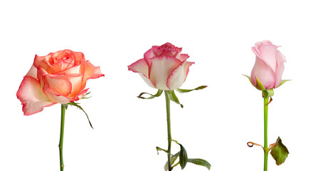 Obraz premium Pink Rose Flowers Isolated on transparent Background