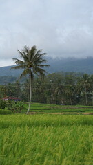 The atmosphere of the rice fields at the foot of the mountain in the afternoon, green rice, cloudy sky, background of Mount Singgalang, West Sumatra