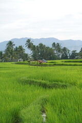The atmosphere of the rice fields at the foot of the mountain in the afternoon, green rice, cloudy sky, background of Mount Singgalang, West Sumatra