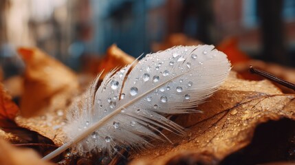 Feather covered in water drops on autumn leaves
