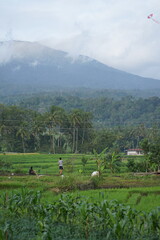 The atmosphere of the rice fields at the foot of the mountain in the afternoon, green rice, cloudy sky, background of Mount Singgalang, West Sumatra
