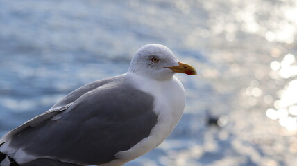seagull on the beach