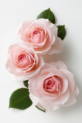 Fototapeta premium Top view Shot of Three soft pink roses in full bloom arranged diagonally