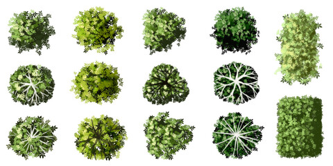 Vector set of Top view green tree for outdoor plan or map and architecture drawing, elements for environment and garden ,botanical elements ,Blooming flowers in spring,tropical plants element © Chanya_B