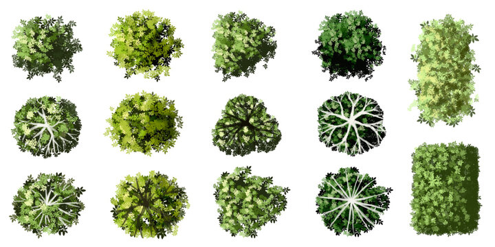 Vector set of Top view green tree for outdoor plan or map and architecture drawing, elements for environment and garden ,botanical elements ,Blooming flowers in spring,tropical plants element