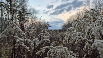 Frost-covered feather grass meadow in early winter: silver fluffy seedheads sparkle with ice...