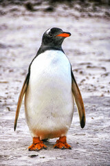 Gentoo Penguins (Pygoscelis papua) on Sea Lion Island, part of the Falkland Islands.