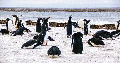 Gentoo Penguins (Pygoscelis papua) on Sea Lion Island, part of the Falkland Islands.